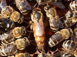 Buckfast Nucleus Colony - Image 2