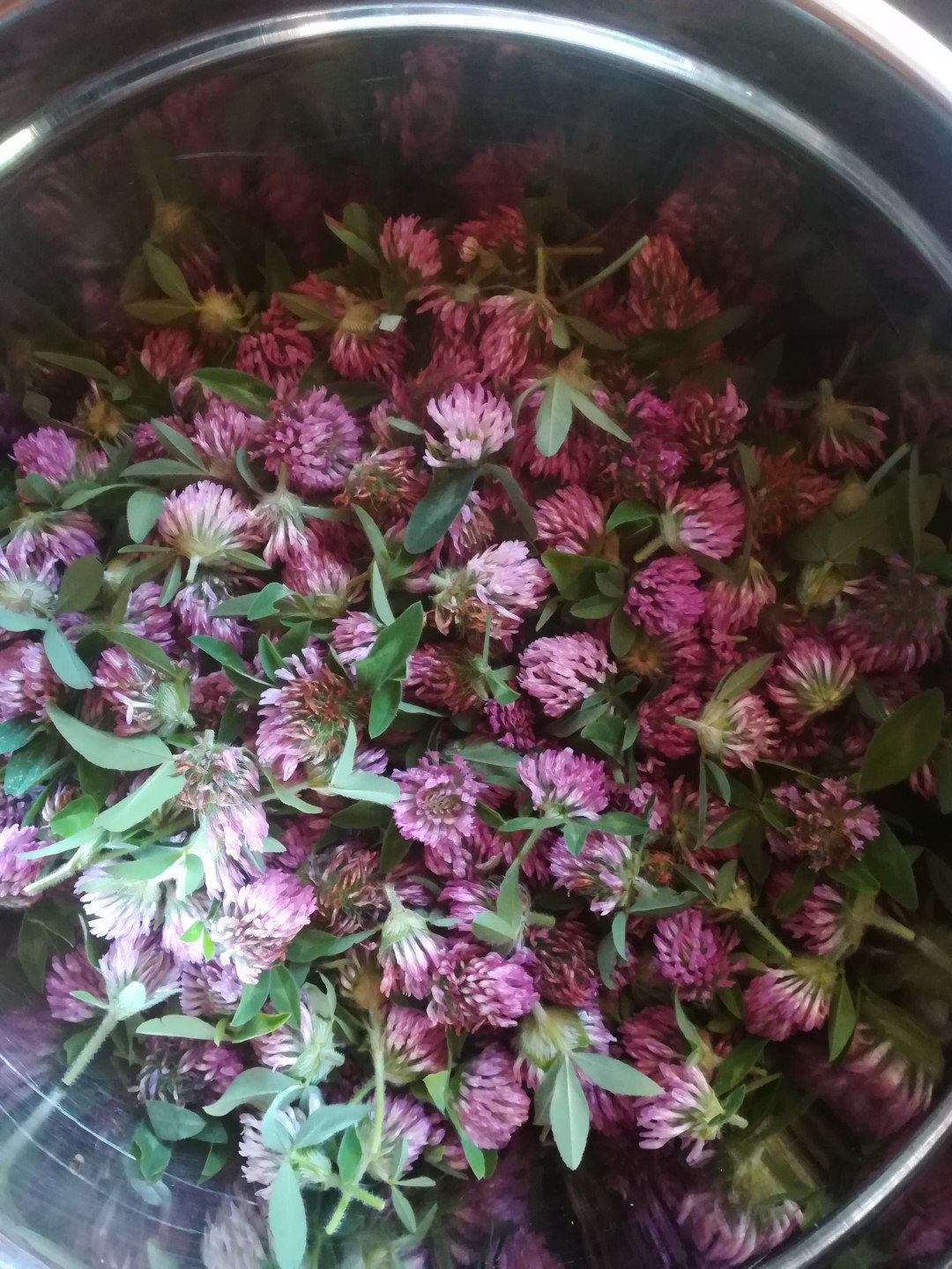 Red Clover & Propolis Facecream - Image 3